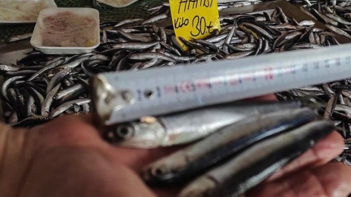 Hamsi fiyatları av yasağının kalkmasıyla yeniden düştü