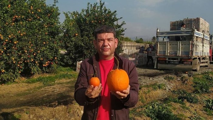 Adana'da 1 kilo 260 gramlık portakal görenleri şaşırttı