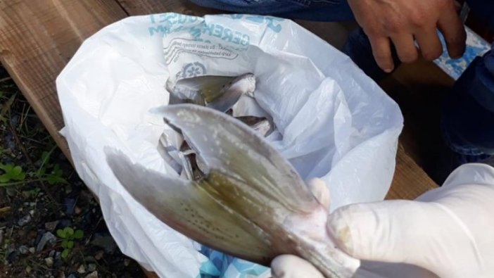 Mersin'de 15 balıkçı 4 bin 66 balon balığı avladı