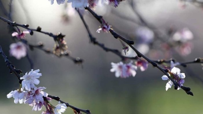 Baharın müjdesi cemrelerin ilki 19-20 Şubat'ta havaya düşecek