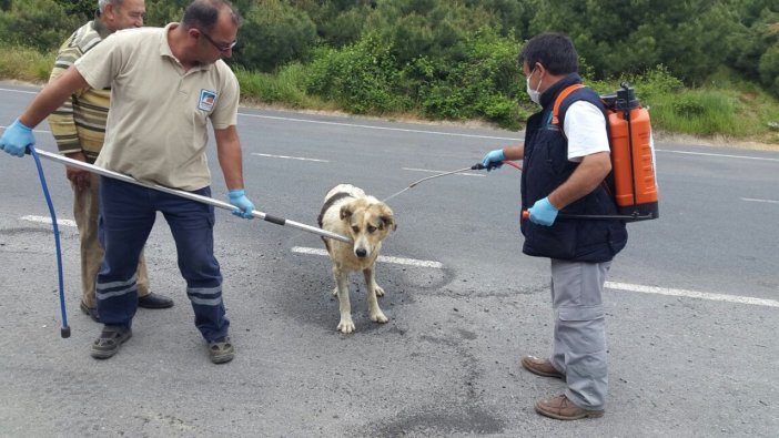 Sokak hayvanları için bakım zamanı