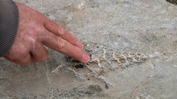 Adıyaman'da 'Gastropod' nesline ait hayvan fosili bulundu