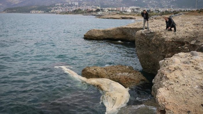 İskenderun Körfezi'nde görülen 12 metre uzunluğundaki ölü balina yavrusu kıyıya vurdu