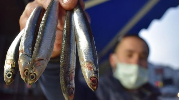 Batı Karadeniz'de yavaşlayan hamsi avcılığı tezgahlardaki fiyatı artırdı