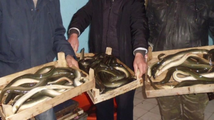 Yılan balığı avcılığı izin belgesiyle yapılacak