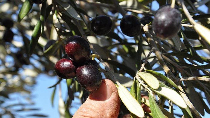 Zeytinlikler tasarıdan çıkarılıyor