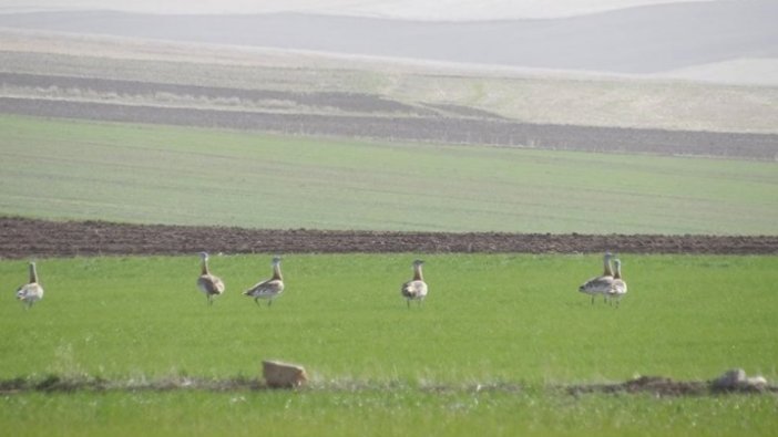 Yozgat'ta nesli tükenmekte olan toy kuşu sürüsü görüntülendi