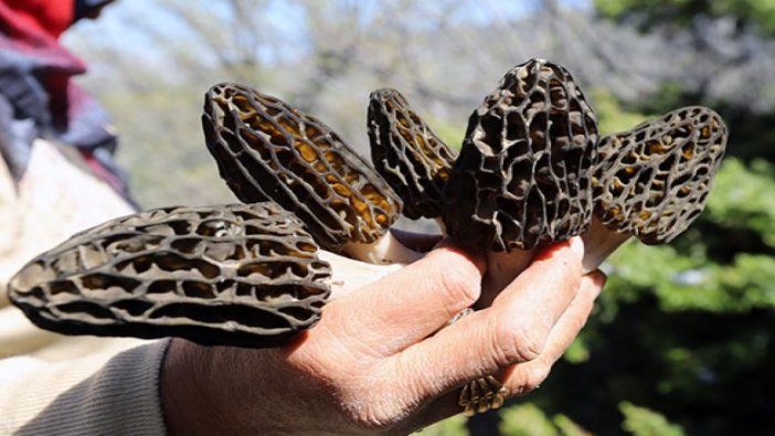 Bu mantarın kilo fiyatı bin lira