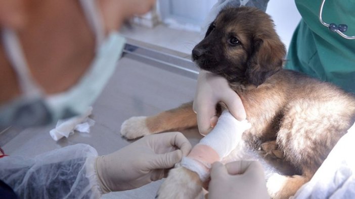 Veterinerler fiili hizmet zammından yararlanmak istiyor