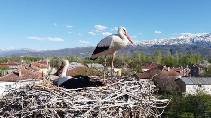 Erzincan'da köylülerin özel misafiri leylekler 17 yıldır aynı yuvada kuluçkaya yatıyor