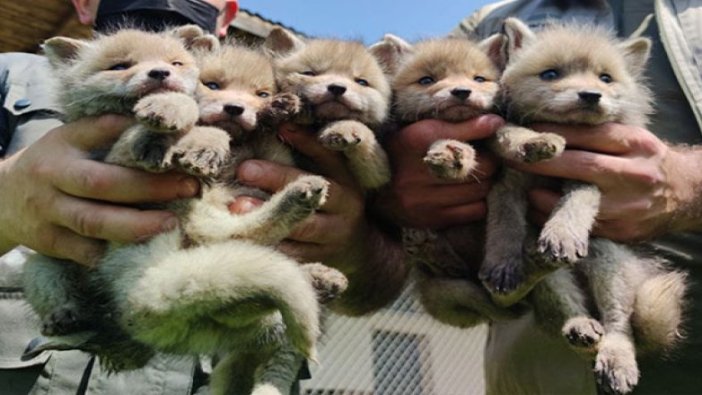 Kazada anneleri ölen 5 yavru tilki, Düzce'de bakıma alındı