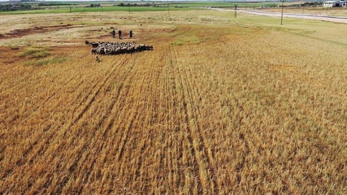 Güneydoğu Anadolu ve Konya Havzası'nda meteorolojik kuraklık yerini tarımsal kuraklığa bıraktı