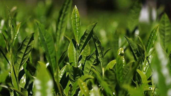 Doğu Karadeniz'de yaş çay hasadı 17 Mayıs'ta başlayacak