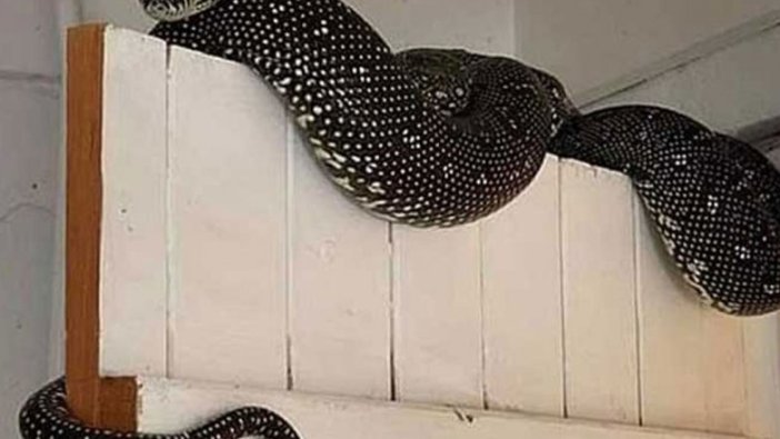 Çamaşırların arasından 3 metre uzunluğunda yılan çıktı