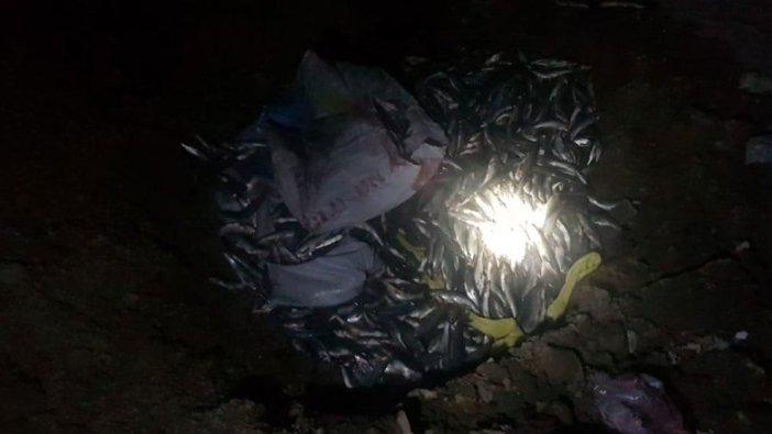 Kaçak avlanan 300 kilo inci kefali imha edildi