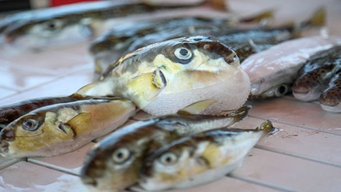 Balon balığı zehrinden ağrı kesici ilaç deneme aşamasında