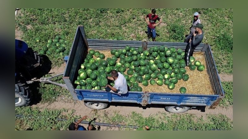 Adana karpuzu hasadı başladı