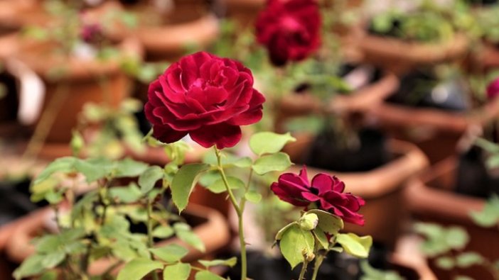 Coğrafi işaret tescilli 'karagül'ün ömrü Harran Üniversitesinin çalışmasıyla uzayacak