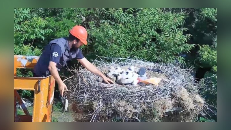 Yaren leyleğin yavruları için seferber oldular