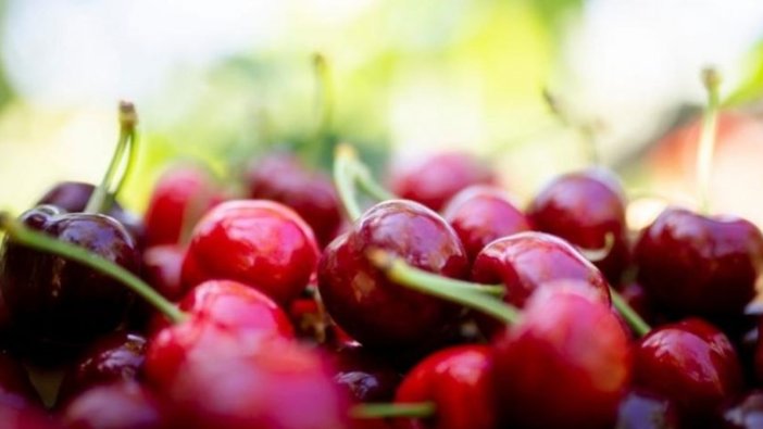 İzmir'de yetişen "Kemalpaşa Kirazı" coğrafi işaretle tescillendi