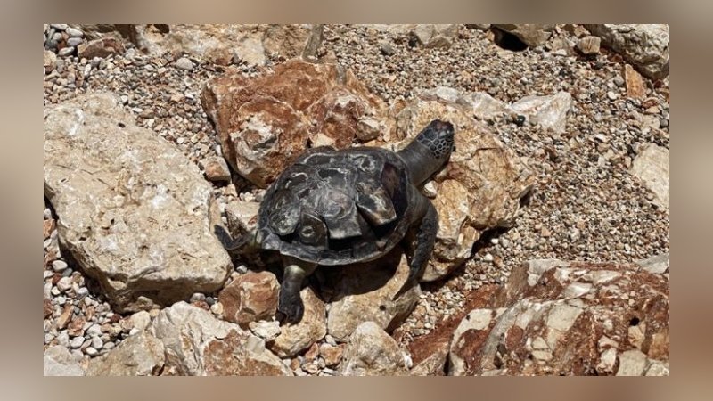 Antalya'da ölü caretta caretta bulundu
