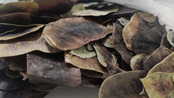 Zayıflamak için 'açlık otu' tüketenler dikkat