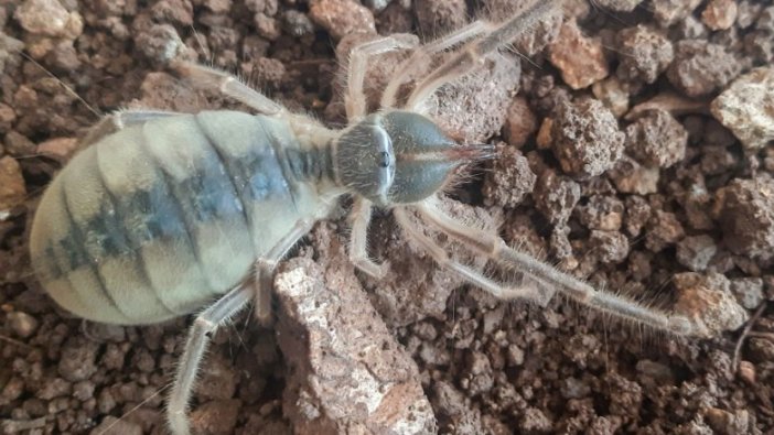 Hakkari'de yeni böğü türü keşfedildi
