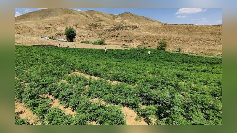 Bingöl'de Eren-4 Narkoterör Operasyonu'nda 15 milyon 217 bin kök kenevir ele geçirildi