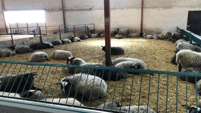 Koyun Keçi Yetiştiricileri Birliği eleman alımı yapacaktır