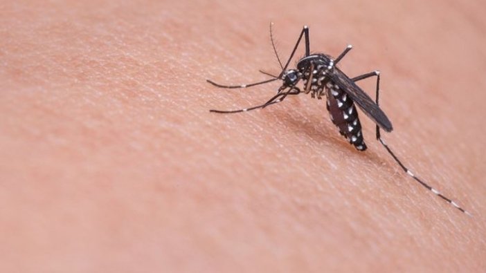 İstanbul'da Asya Kaplan Sivrisineğinin popülasyonu artıyor