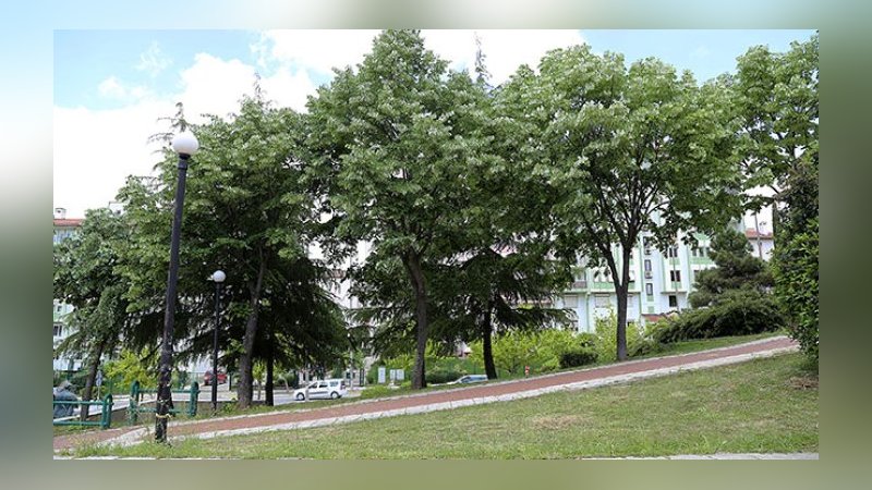 Gökdelenler arasında ıhlamur toplayacaklar