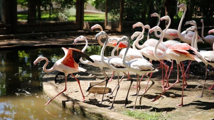 Antalya'da operasyonda ele geçirilen 21 flamingo koruma altına alındı