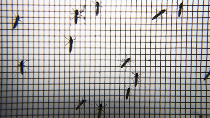 Karadeniz için Asya Kaplan Sivrisineği uyarısı