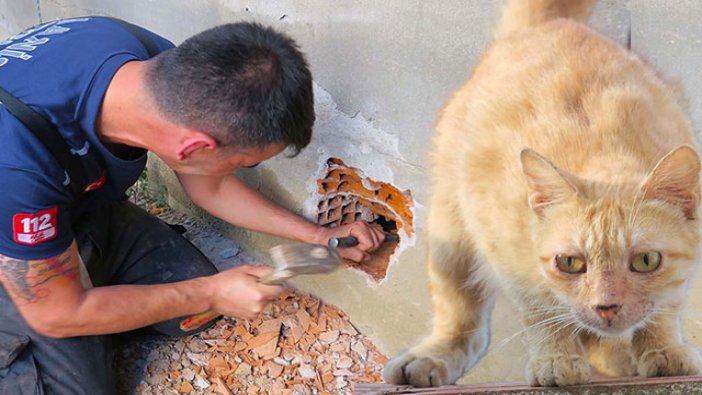 Duvarı delip, yavru kediyi kurtardılar