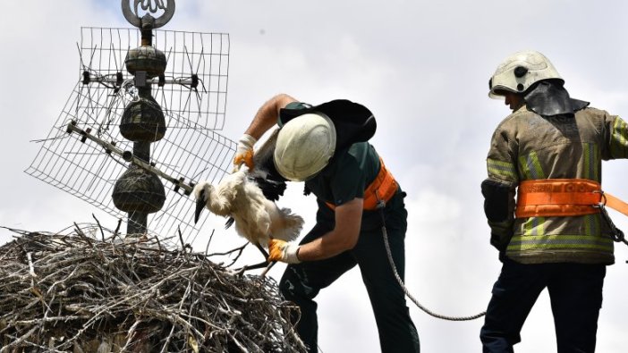 Leylek yavrularına kubbe üstünde tedavi