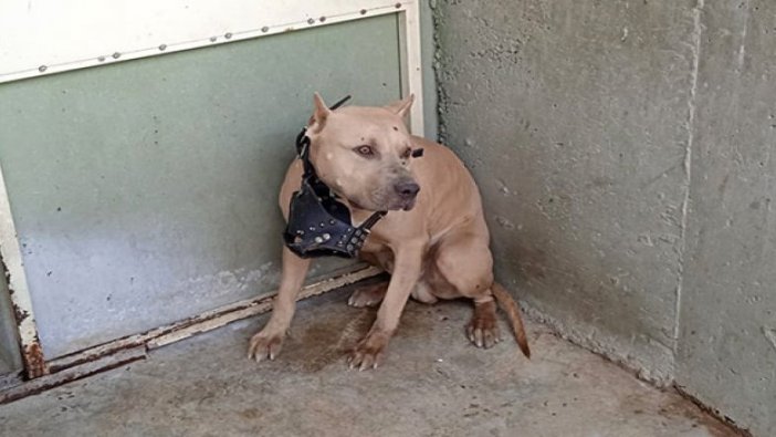 Pitbullun saldırdığı 2 kişi yaralandı