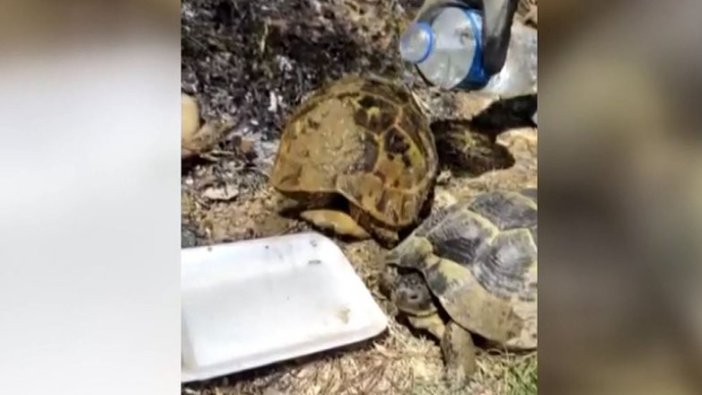 Yangındaki iki kaplumbağayı orman işçileri kurtardı
