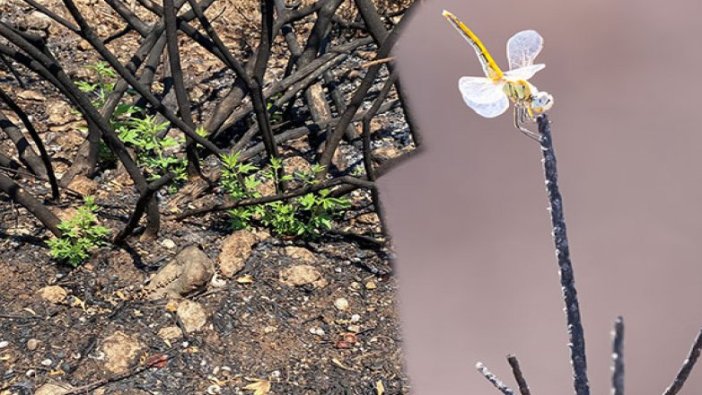 Yanan ormanda ilk hayıtlar filizlendi