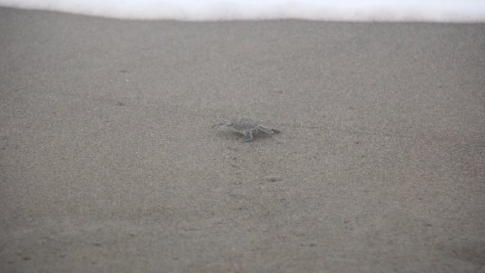 Yavru deniz kaplumbağalarının denize yolculuğu başladı