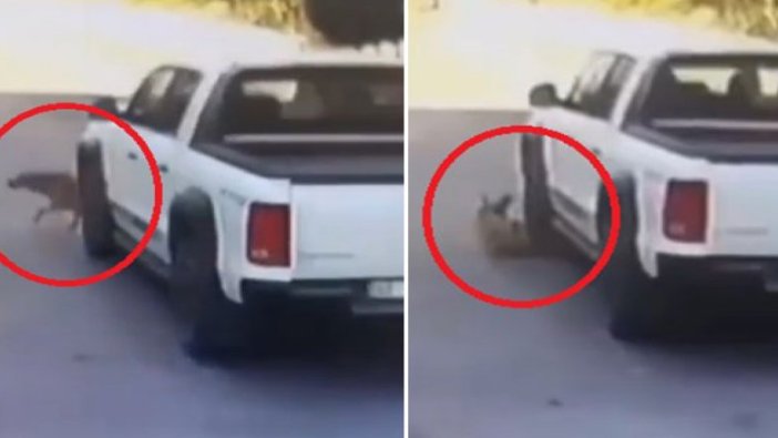 Köpeği kamyonetle ezip kaçtı