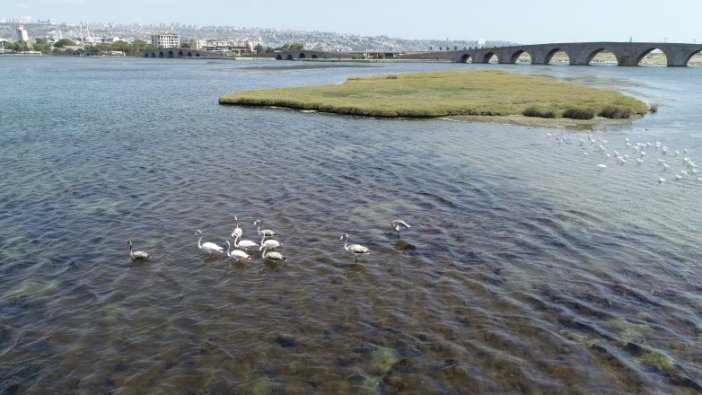 Büyükçekmece'de flamingo sürprizi