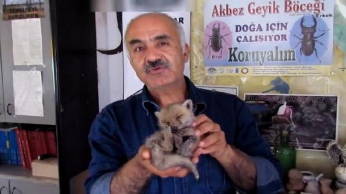 Tilki yavrusunu sütle besliyor