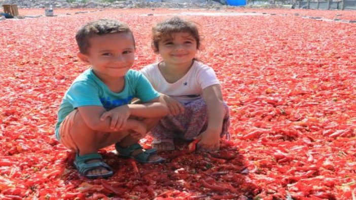 Şanlıurfa'da, 'acı' mesaisi başladı