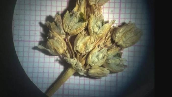 Mardin'de keşfedildi. Dünya'nın en prestijli dergilerinden birinde yer aldı.