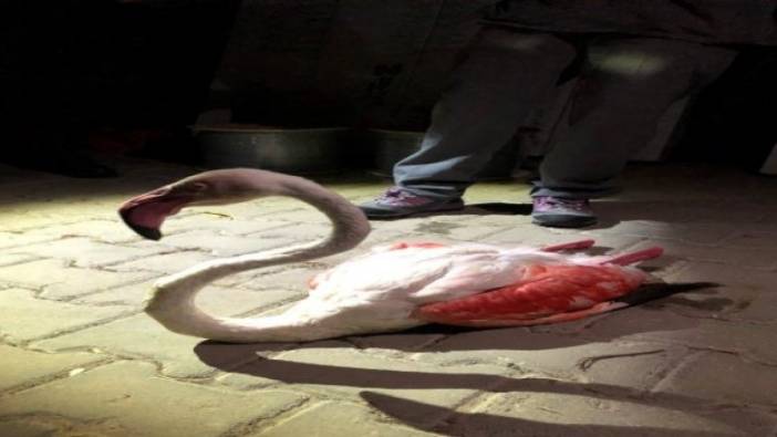 Uzun uçuştan yorgun düşen flamingo tedavi altına alındı