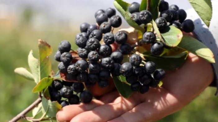 Akciğeri ve karaciğeri temizleyen süper besin