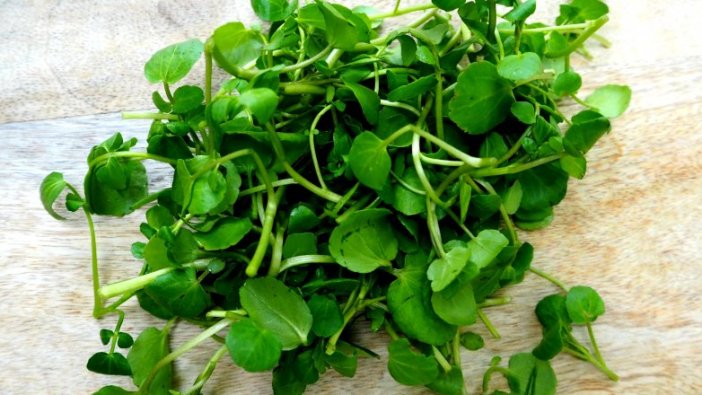 Su teresinin inanılmaz 10 faydası