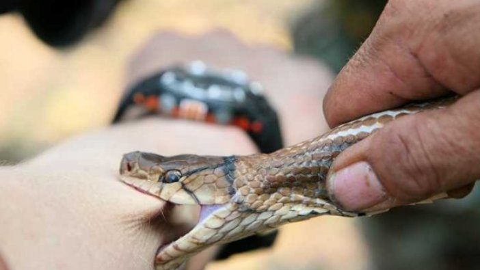 Isıran yılanın zehirli olup olmadığını nasıl anlarız