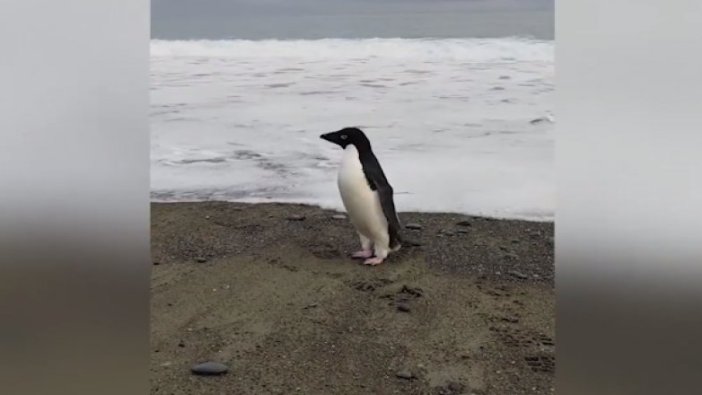 Yolunu kaybeden penguen bakın nereden çıktı