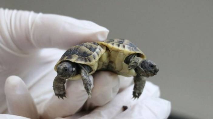 100 binde bir rastlanıyor! Korumaya alındı